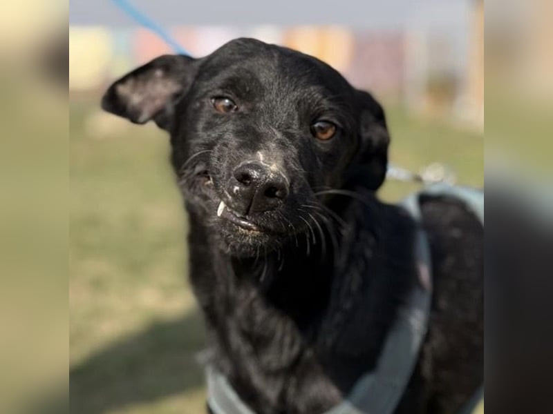 Arwen - unsichtbar in Tierheim