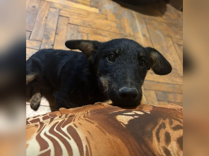 Harley ein kleiner liebevoller Bub