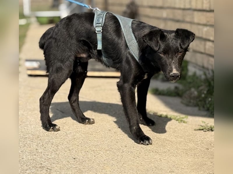 Mars - unsichtbar im Tierheim