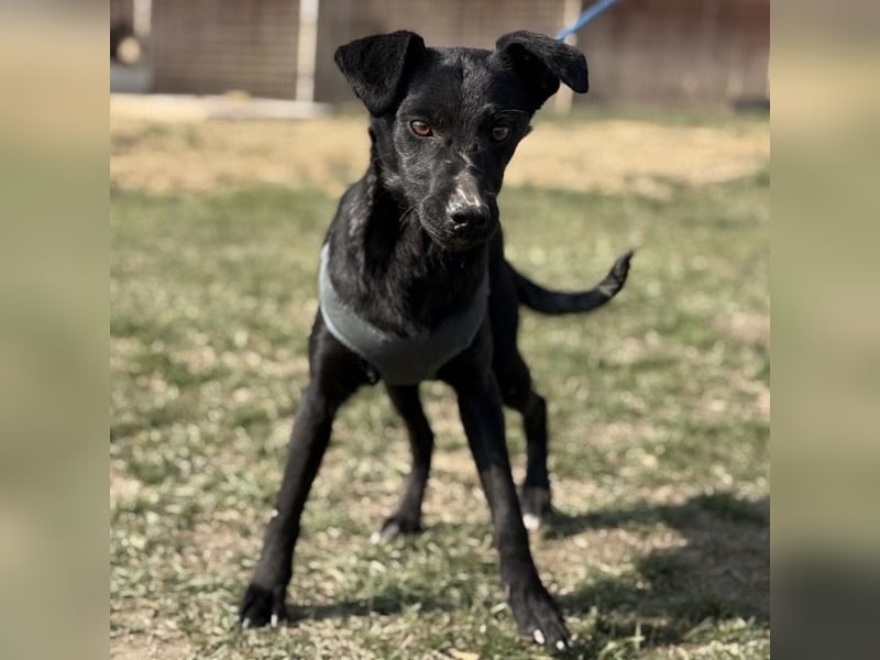 Arwen - unsichtbar in Tierheim