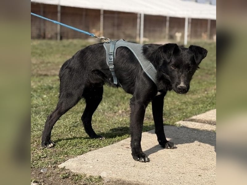 Mars - unsichtbar im Tierheim