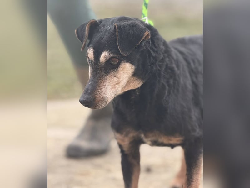 Lujka - Gnadenplatz gesucht