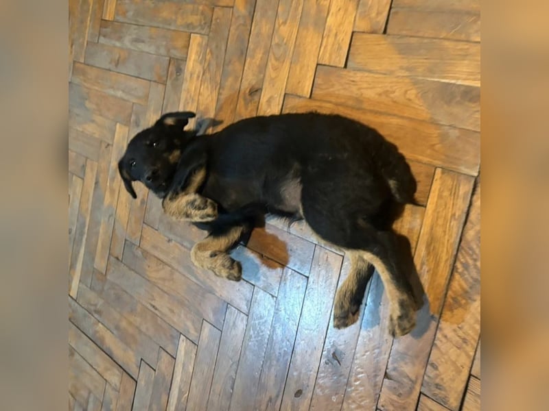 Harley ein kleiner liebevoller Bub