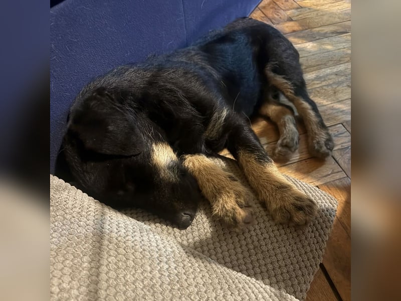 Harley ein kleiner liebevoller Bub