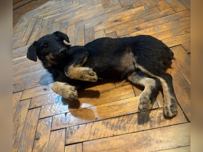 Harley ein kleiner liebevoller Bub