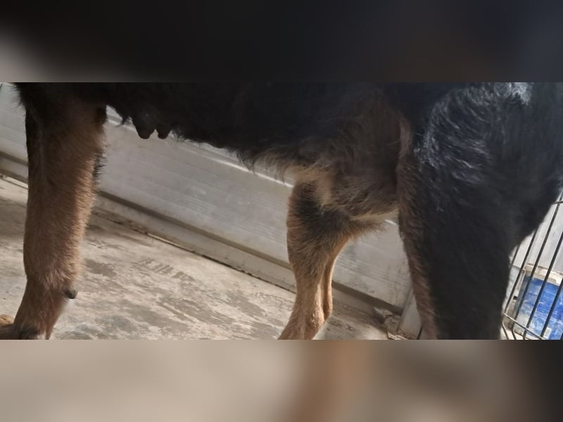 Lujka - Gnadenplatz gesucht