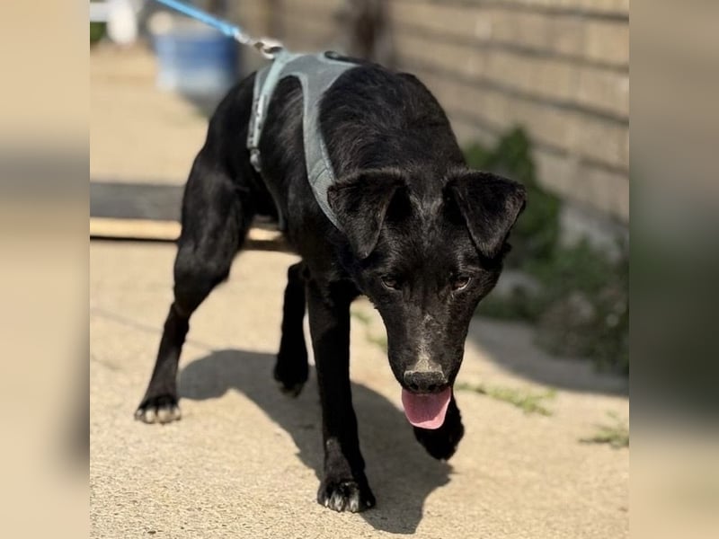 Mars - unsichtbar im Tierheim