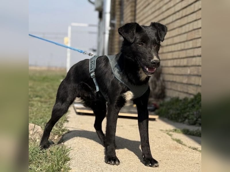 Mars - unsichtbar im Tierheim