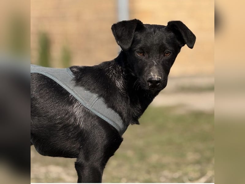 Arwen - unsichtbar in Tierheim