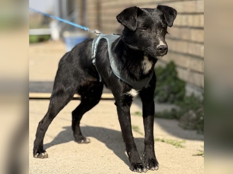 Mars - unsichtbar im Tierheim