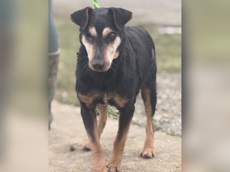 Lujka - Gnadenplatz gesucht