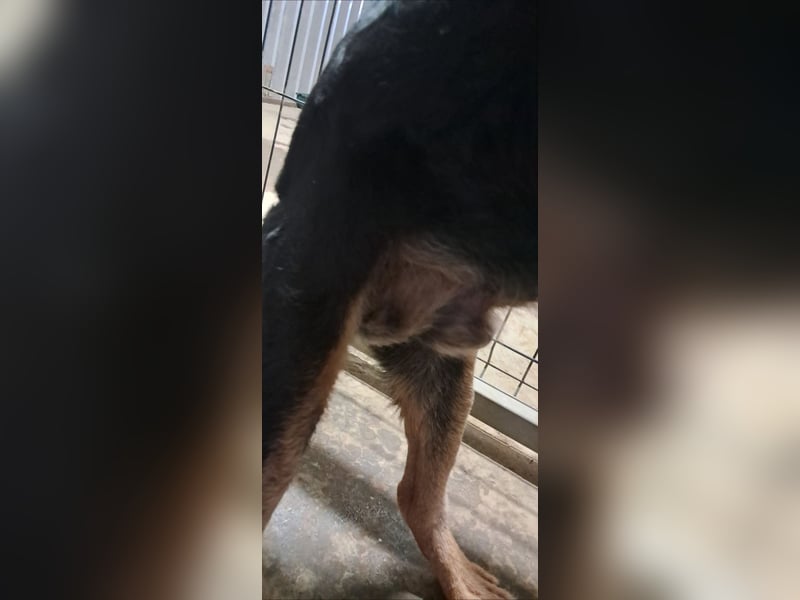 Lujka - Gnadenplatz gesucht