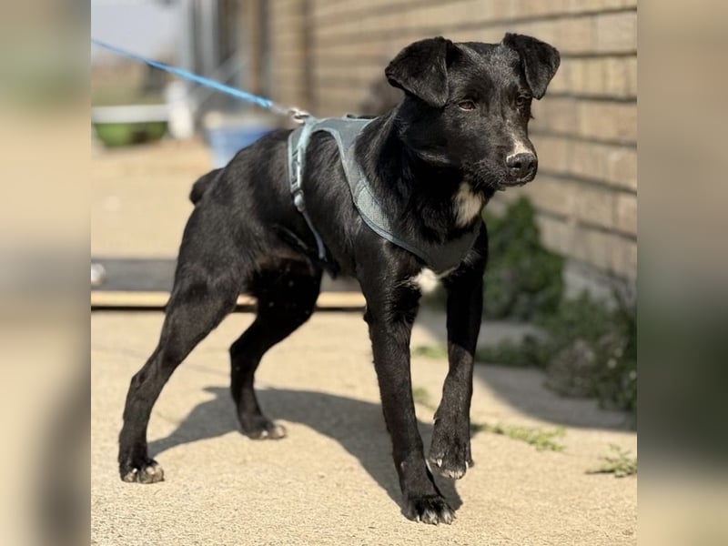 Mars - unsichtbar im Tierheim