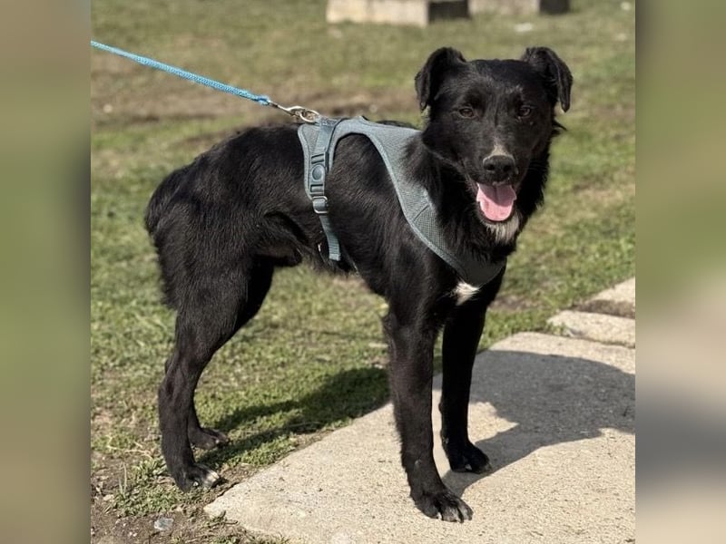 Mars - unsichtbar im Tierheim