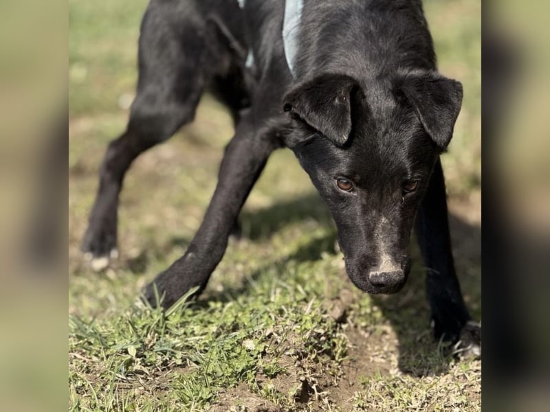 Mars - unsichtbar im Tierheim