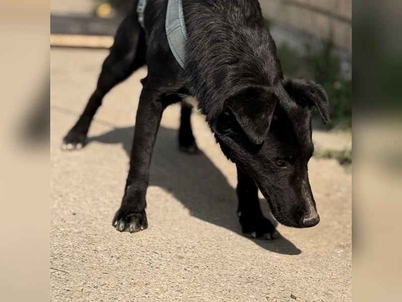 Mars - unsichtbar im Tierheim