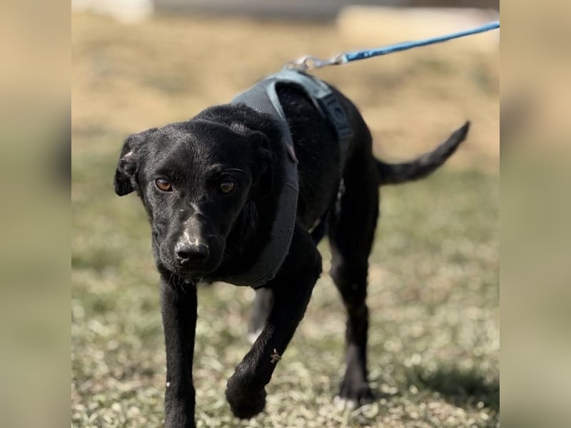 Arwen - unsichtbar in Tierheim