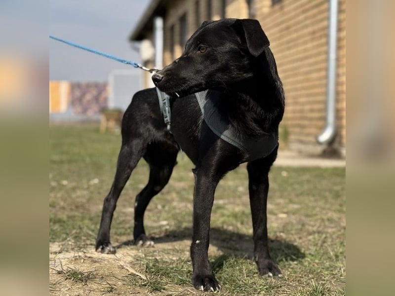 Arwen - unsichtbar in Tierheim