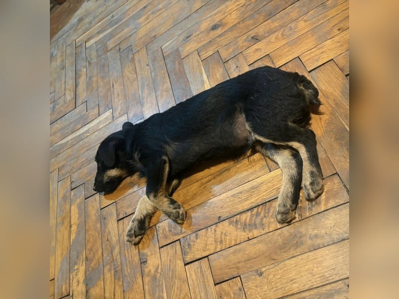 Harley ein kleiner liebevoller Bub