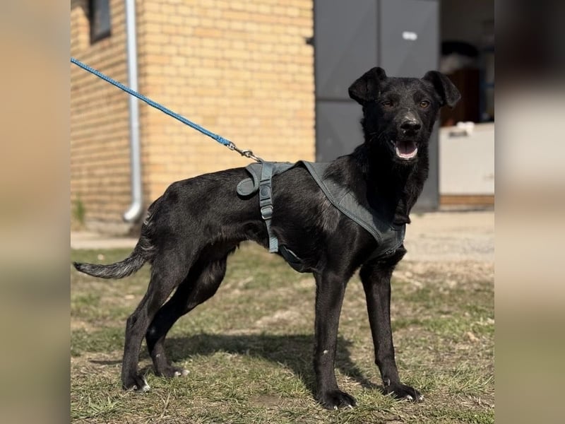 Arwen - unsichtbar in Tierheim