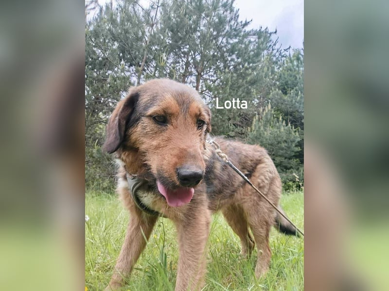 Lotta - Jagdterrier Mix