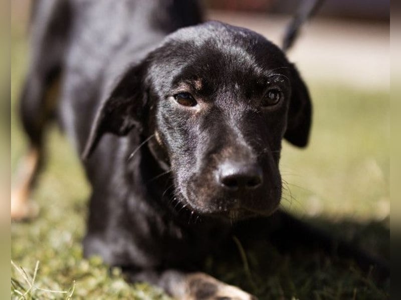 Zuckermaus Sophie ❤️ freundlich + so lieb!