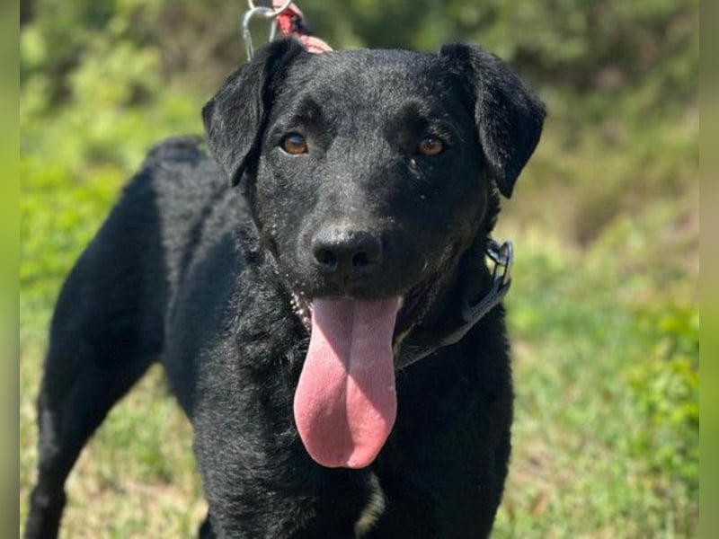 Feiner, kleiner Rüde Bono ❤️ Jagdterrier- und Kroatischer Schäfi-Mix
