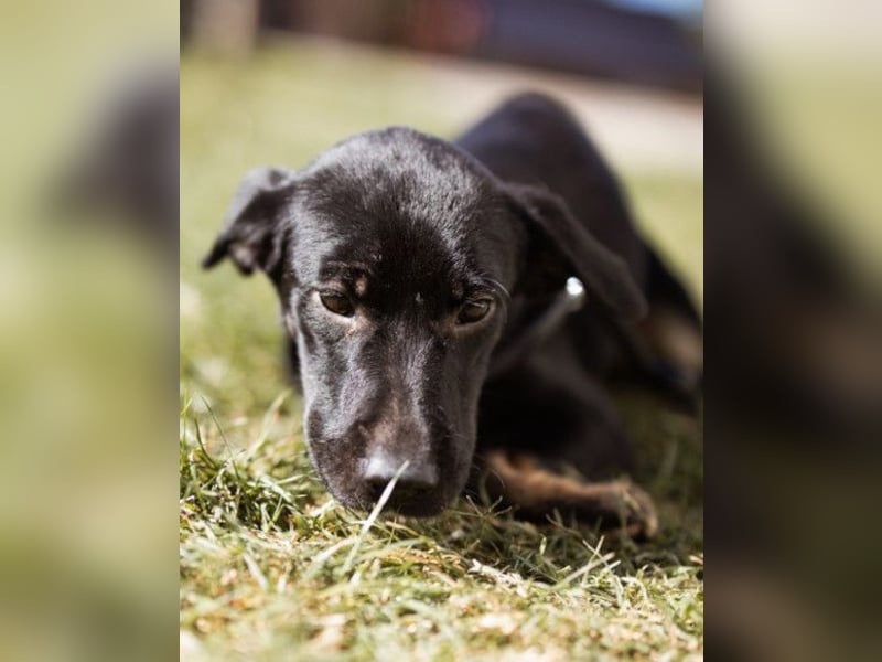 Zuckermaus Sophie ❤️ freundlich + so lieb!