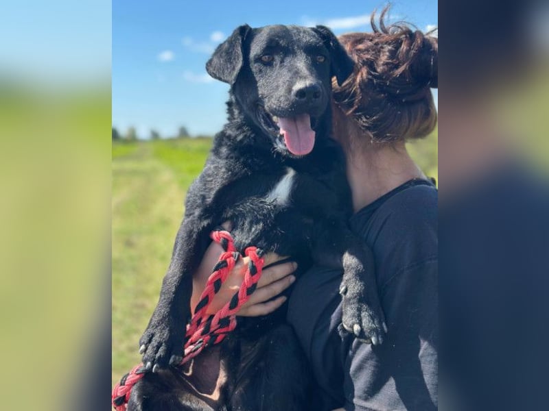 Feiner, kleiner Rüde Bono ❤️ Jagdterrier- und Kroatischer Schäfi-Mix