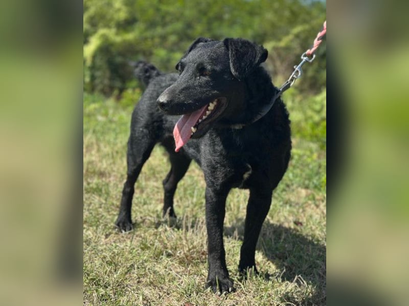 Feiner, kleiner Rüde Bono ❤️ Jagdterrier- und Kroatischer Schäfi-Mix