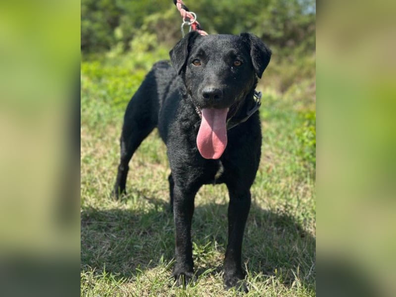 Feiner, kleiner Rüde Bono ❤️ Jagdterrier- und Kroatischer Schäfi-Mix