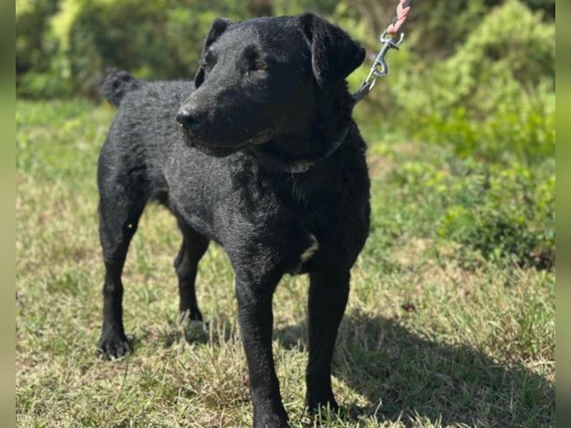 Feiner, kleiner Rüde Bono ❤️ Jagdterrier- und Kroatischer Schäfi-Mix