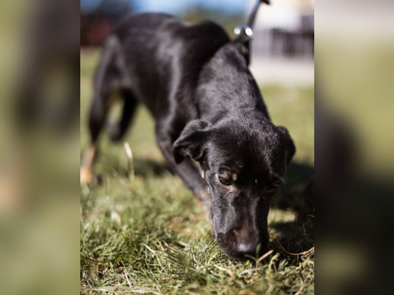 Zuckermaus Sophie ❤️ freundlich + so lieb!