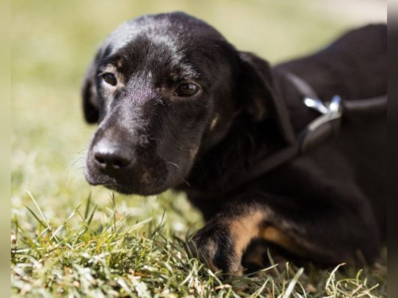 Zuckermaus Sophie ❤️ freundlich + so lieb!