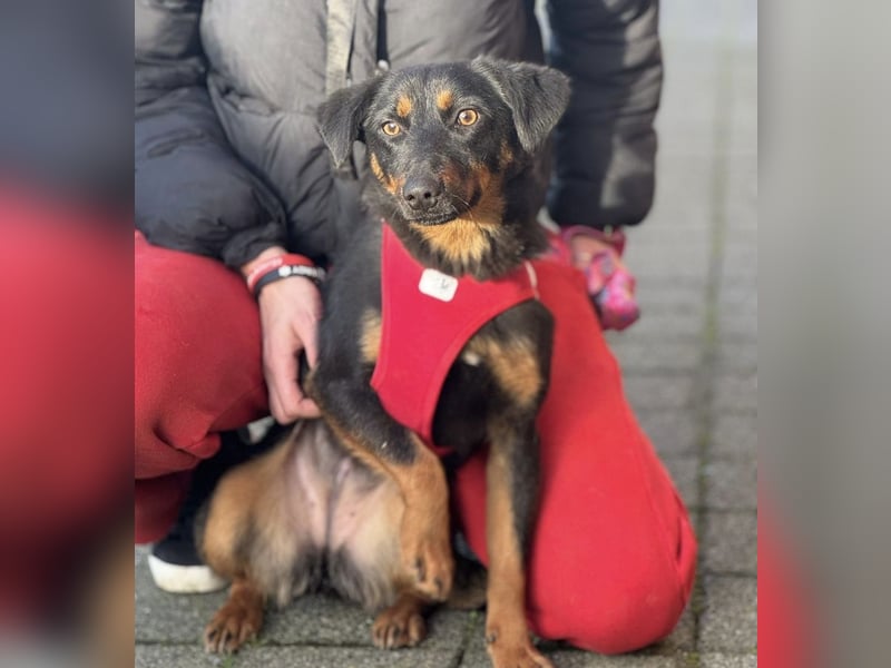 Rita eine lebensfrohe aktive Hündin
