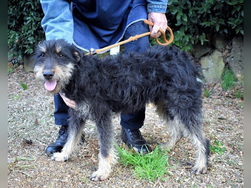 Brandyon - Kleiner Kerl mit großer Persönlichkeit part one