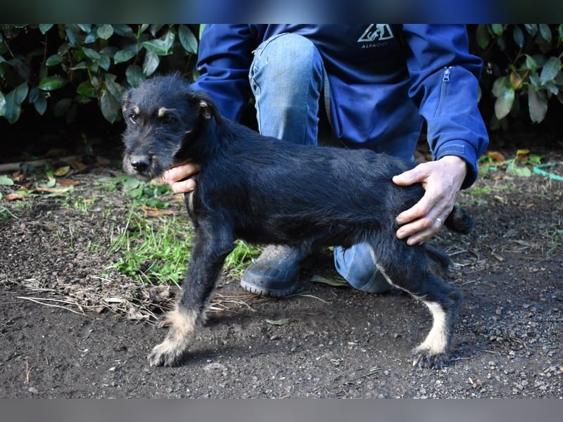 Brandyon - Kleiner Kerl mit großer Persönlichkeit part one