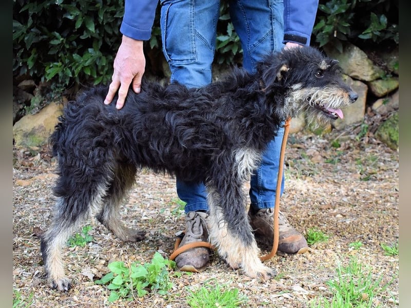 Brandyon - Kleiner Kerl mit großer Persönlichkeit part one
