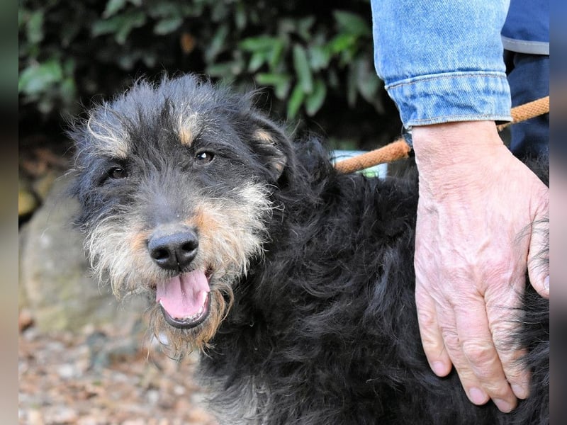 Brandyon - Kleiner Kerl mit großer Persönlichkeit part one