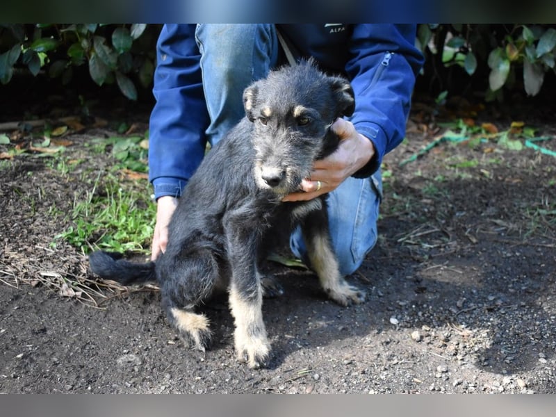 Brandyon - Kleiner Kerl mit großer Persönlichkeit part one