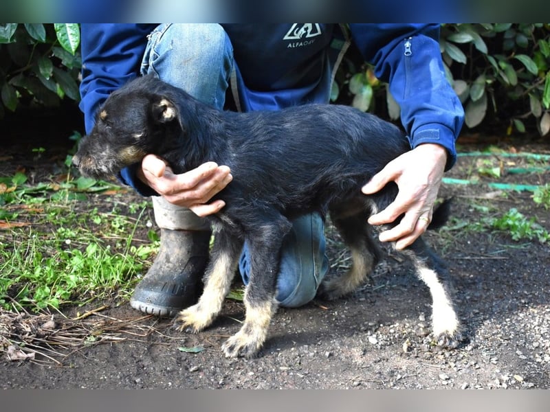 Brandyon - Kleiner Kerl mit großer Persönlichkeit part one