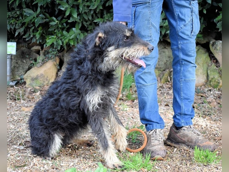 Brandyon - Kleiner Kerl mit großer Persönlichkeit part one
