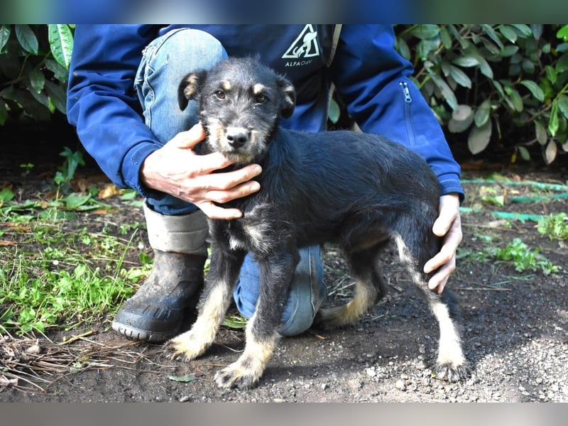 Brandyon - Kleiner Kerl mit großer Persönlichkeit part one