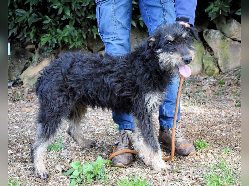 Brandyon - Kleiner Kerl mit großer Persönlichkeit part one