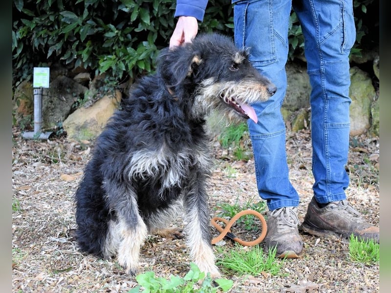 Brandyon - Kleiner Kerl mit großer Persönlichkeit part one