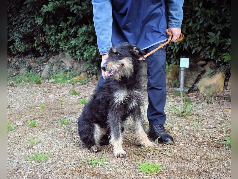 Brandyon - Kleiner Kerl mit großer Persönlichkeit part one