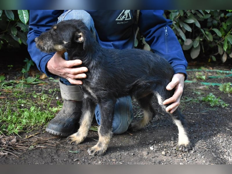 Brandyon - Kleiner Kerl mit großer Persönlichkeit part one