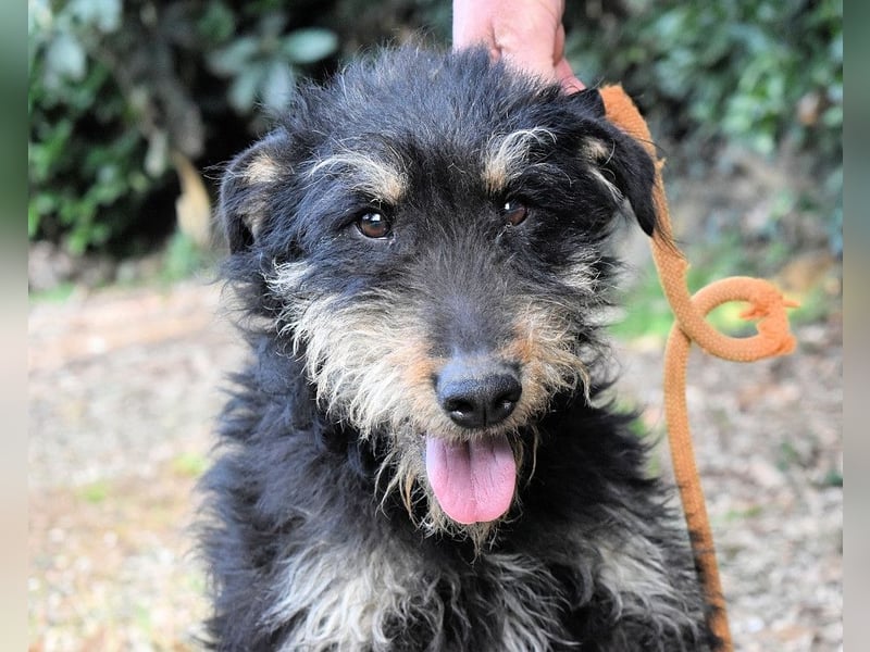 Brandyon - Kleiner Kerl mit großer Persönlichkeit part one