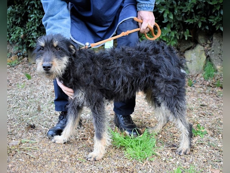 Brandyon - Kleiner Kerl mit großer Persönlichkeit part one