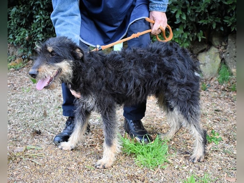 Brandyon - Kleiner Kerl mit großer Persönlichkeit part one
